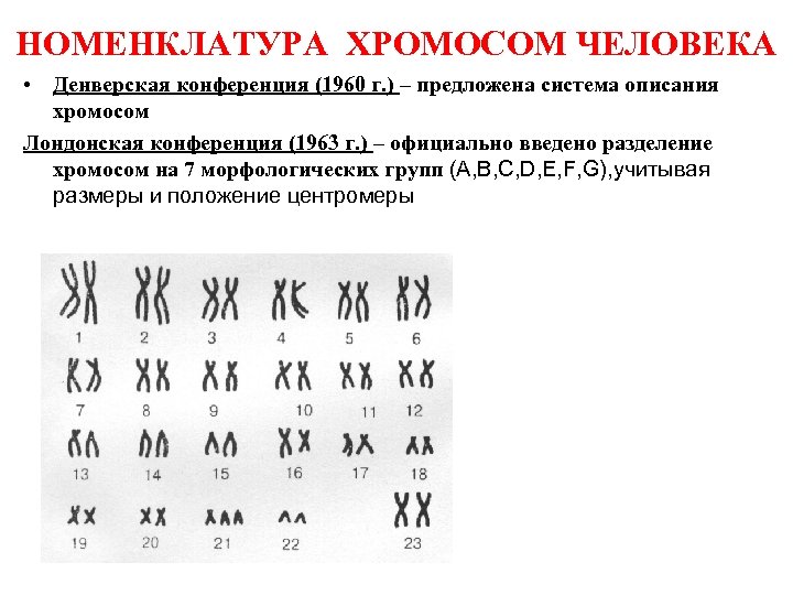 Хромосомы группы г. Нормальный набор хромосом человека таблица. Номенклатура хромосом человека. Идиограмма хромосом человека ISCN. Идиограмма хромосом человека номенклатура.