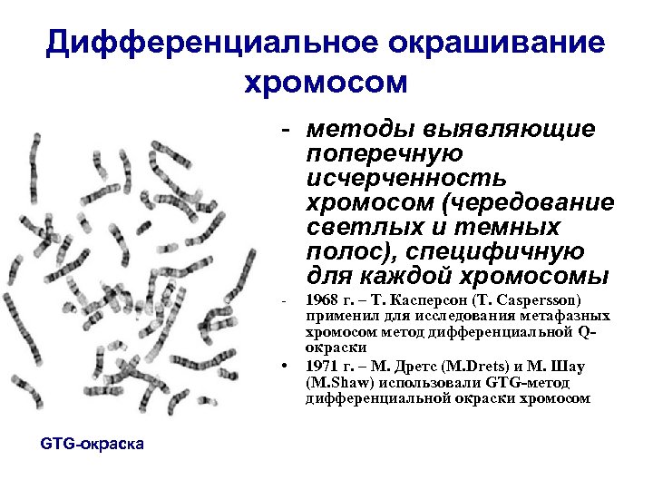 Исследования хромосом