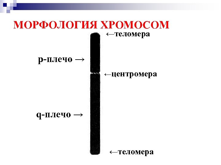 МОРФОЛОГИЯ ХРОМОСОМ ←теломера p-плечо → ←центромера q-плечо → ←теломера 