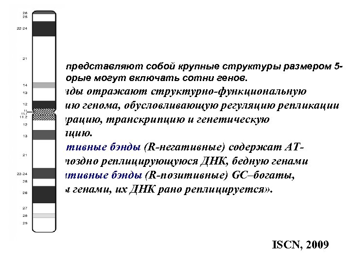 Бэнды представляют собой крупные структуры размером 510 Mb, которые могут включать сотни генов. «…