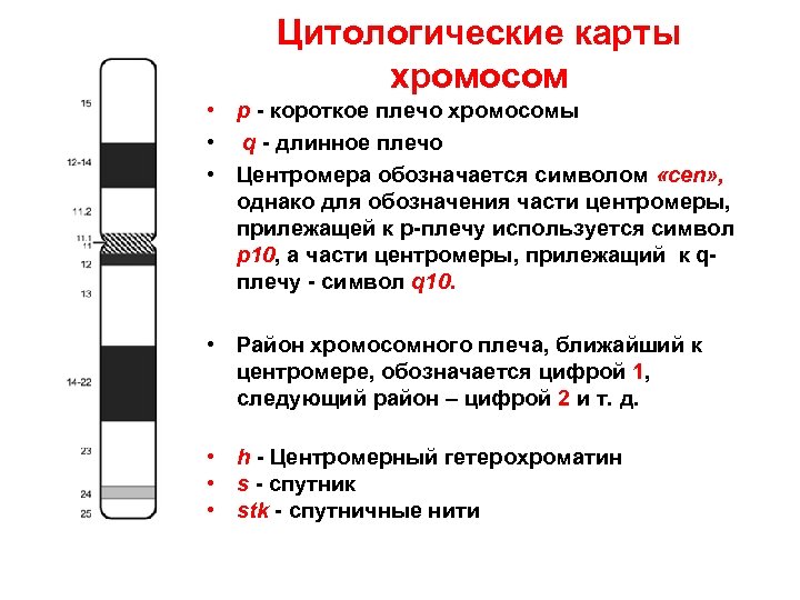 Картирование хромосом человека презентация 10 класс