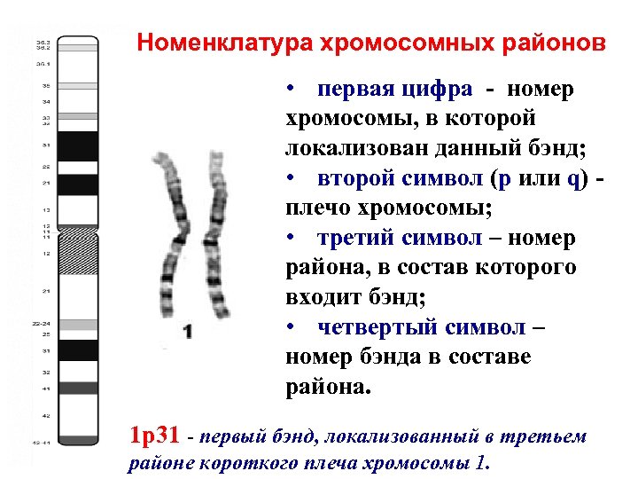 Плечо хромосомы