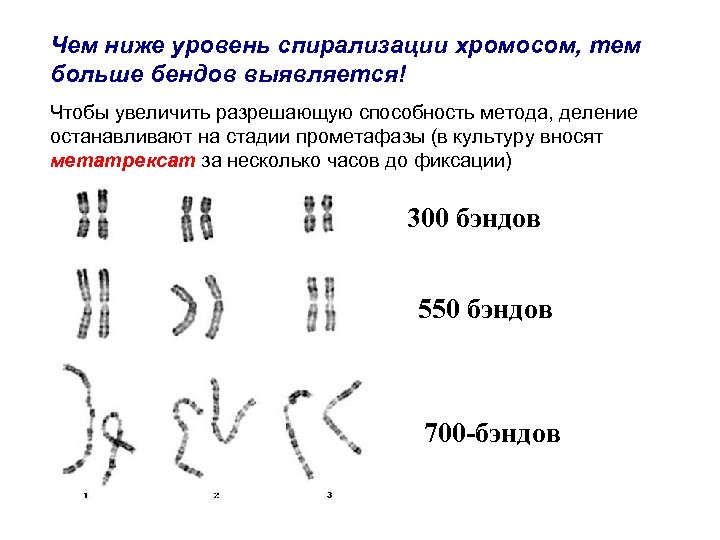 4 спирализация хромосом происходит в