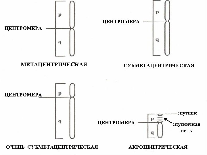 ЦЕНТРОМЕРА МЕТАЦЕНТРИЧЕСКАЯ СУБМЕТАЦЕНТРИЧЕСКАЯ ЦЕНТРОМЕРА спутник ЦЕНТРОМЕРА ОЧЕНЬ СУБМЕТАЦЕНТРИЧЕСКАЯ спутничная нить АКРОЦЕНТРИЧЕСКАЯ 