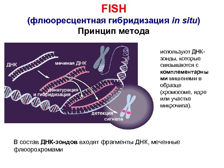 Флуоресцентная гибридизация in situ презентация