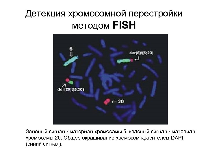 Хромосомные аберрации. Fish метод окраски хромосом. Хромосомный метод. Фиш метод хромосомы. Фотолюминесцентный метод окрашивания хромосом.