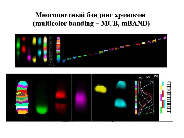 Многоцветный бэндинг хромосом (multicolor banding – MCB, m. BAND) 