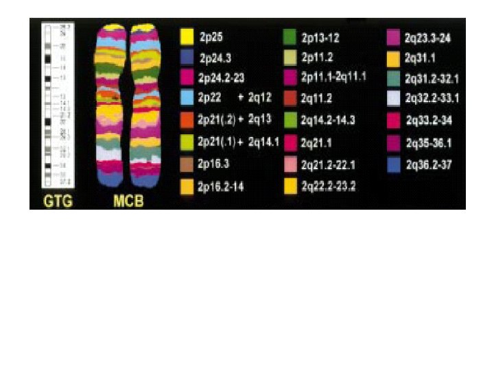 Многоцветовое окрашивание хромосомы 2 (MCB). Слева – схема расположения полос при окрашивании на G-полосы