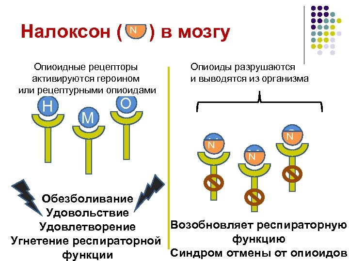 Налоксон ( N ) в мозгу Опиоидные рецепторы активируются героином или рецептурными опиоидами H