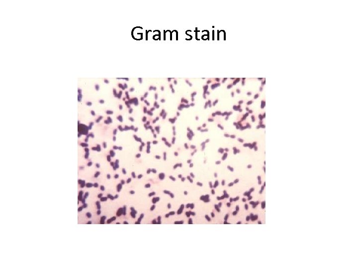 Gram stain 