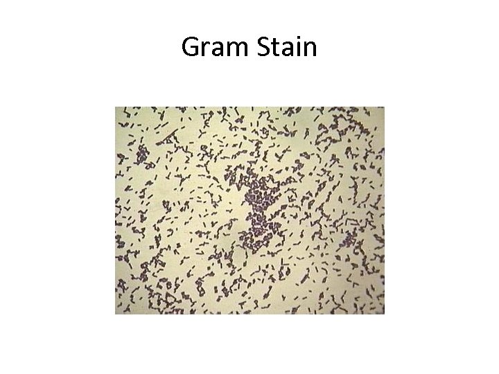 Gram Stain 