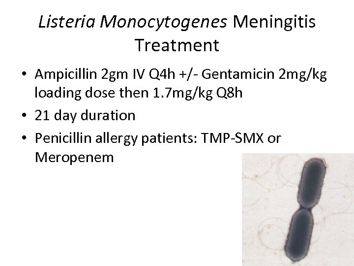 Listeria Monocytogenes Meningitis Treatment • Ampicillin 2 gm IV Q 4 h +/- Gentamicin