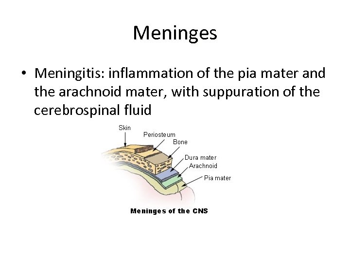 Meninges • Meningitis: inflammation of the pia mater and the arachnoid mater, with suppuration