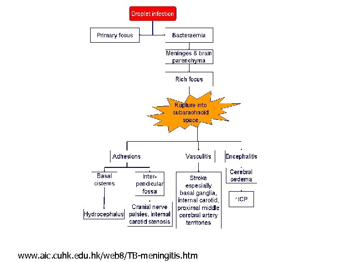 www. aic. cuhk. edu. hk/web 8/TB-meningitis. htm 