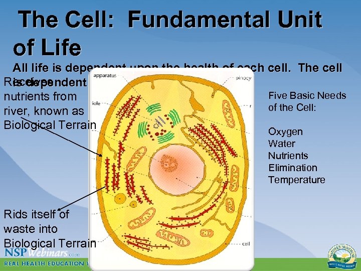 The Cell: Fundamental Unit of Life All life is dependent upon the health of