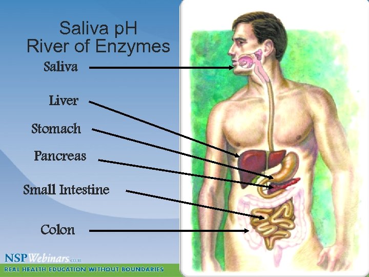 Saliva p. H River of Enzymes Saliva Liver Stomach Pancreas Small Intestine Colon 