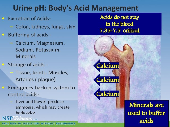 Urine p. H: Body’s Acid Management • Excretion of Acids– Colon, kidneys, lungs, skin