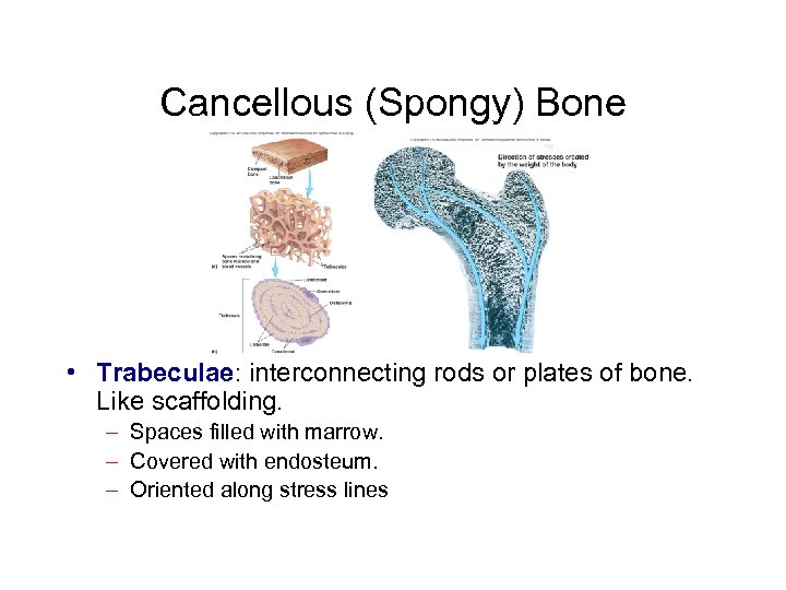 Cancellous (Spongy) Bone • Trabeculae: interconnecting rods or plates of bone. Like scaffolding. –