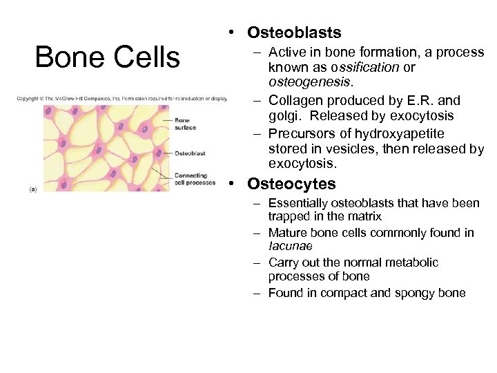 Bone Cells • Osteoblasts – Active in bone formation, a process known as ossification