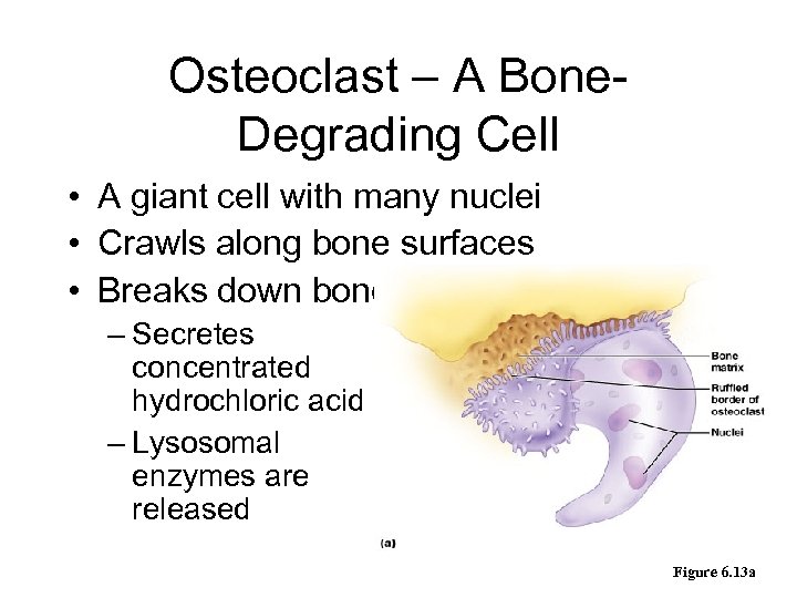 Osteoclast – A Bone. Degrading Cell • A giant cell with many nuclei •