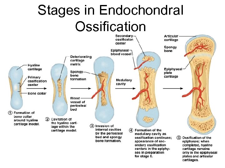 Stages in Endochondral Ossification Figure 6. 10 