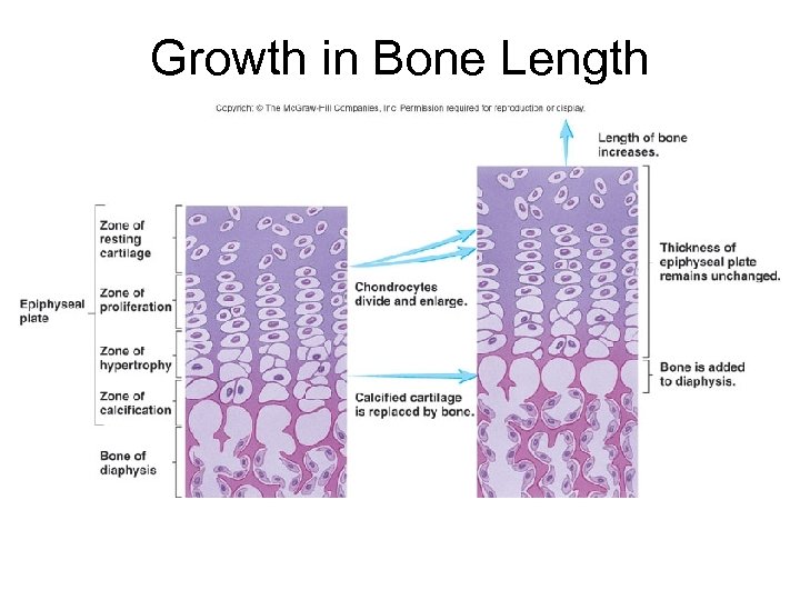Growth in Bone Length 