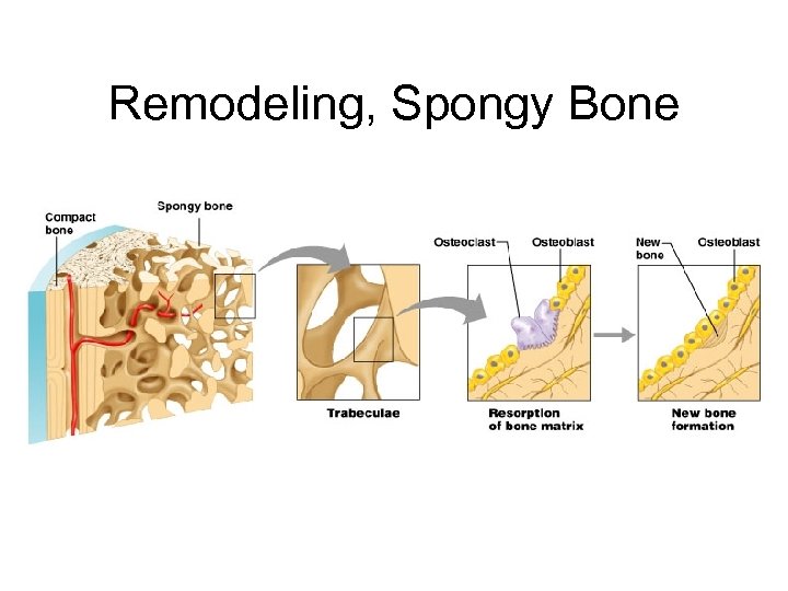Remodeling, Spongy Bone 