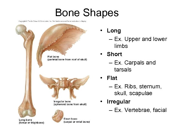 Bone Shapes • Long – Ex. Upper and lower limbs • Short – Ex.