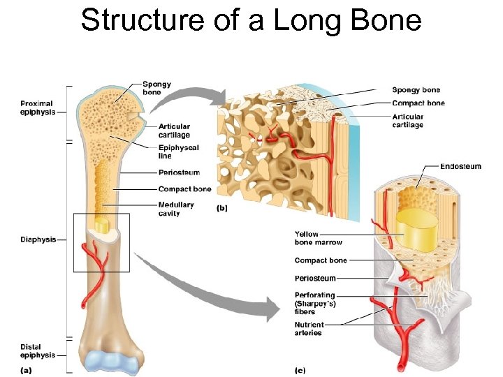Structure of a Long Bone Figure 6. 3 a-c 