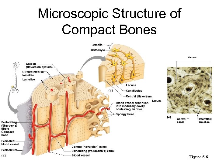 Microscopic Structure of Compact Bones Figure 6. 6 