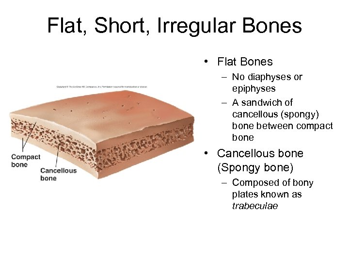 Flat, Short, Irregular Bones • Flat Bones – No diaphyses or epiphyses – A