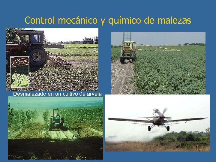 Control mecánico y químico de malezas Desmalezado en un cultivo de arveja 