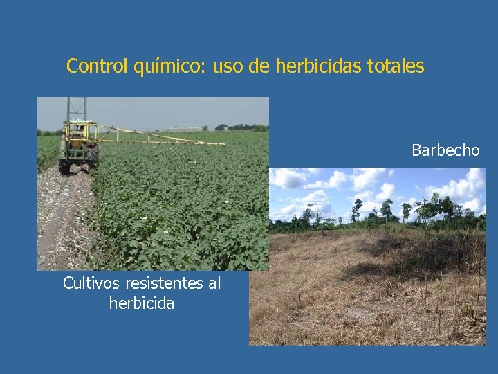 Control químico: uso de herbicidas totales Barbecho Cultivos resistentes al herbicida 