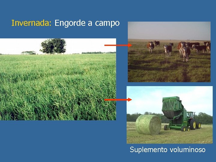 Invernada: Engorde a campo Suplemento voluminoso 