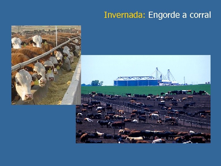 Invernada: Engorde a corral 