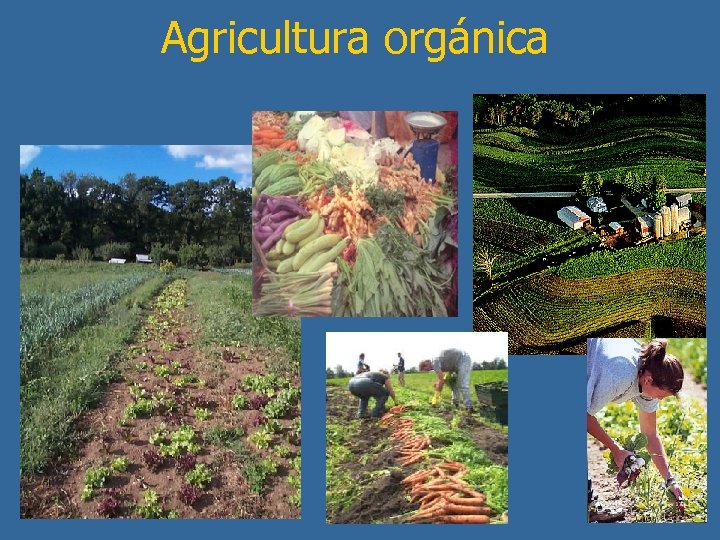 Agricultura orgánica 