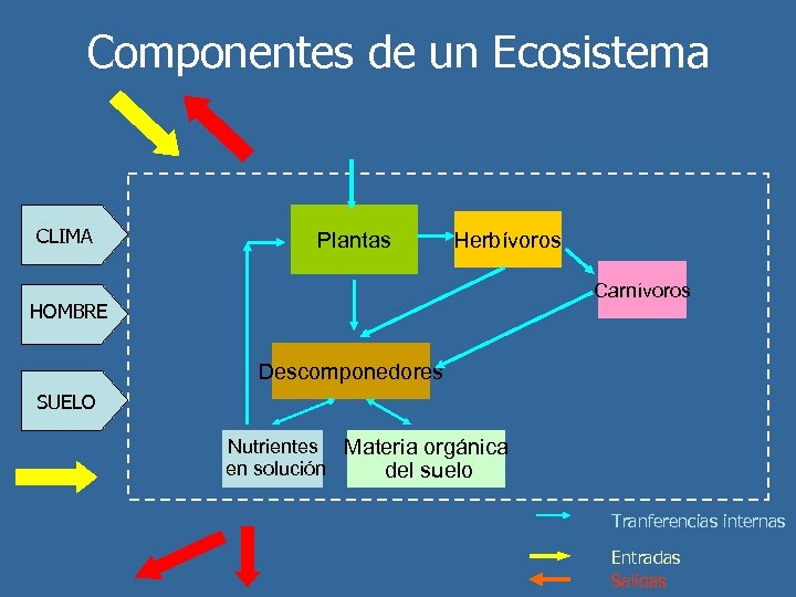 Componentes de un Ecosistema CLIMA Plantas Herbívoros Carnívoros HOMBRE Descomponedores SUELO Nutrientes Materia orgánica