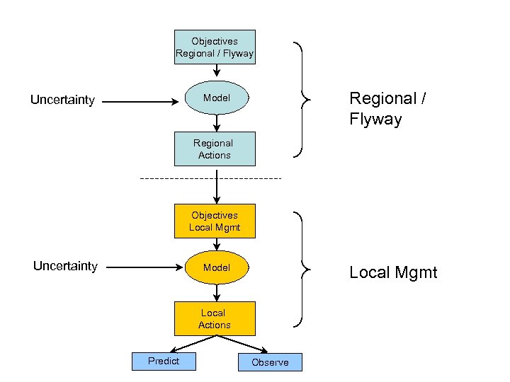 Objectives Regional / Flyway Model Uncertainty Regional Actions Objectives Local Mgmt Uncertainty Model Local