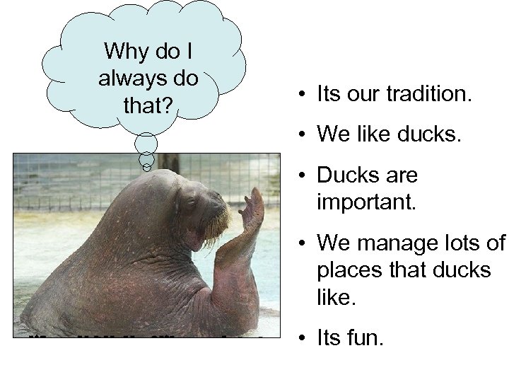 Why do I always do that? • Its our tradition. • We like ducks.