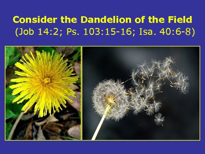 Consider the Dandelion of the Field (Job 14: 2; Ps. 103: 15 -16; Isa.