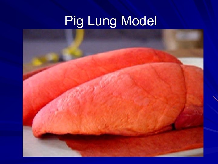 Pig Lung Model 