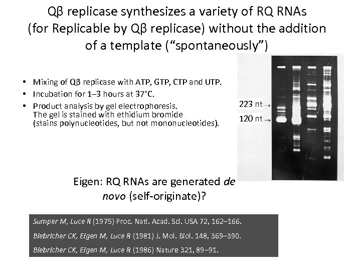 Qβ replicase synthesizes a variety of RQ RNAs (for Replicable by Qβ replicase) without