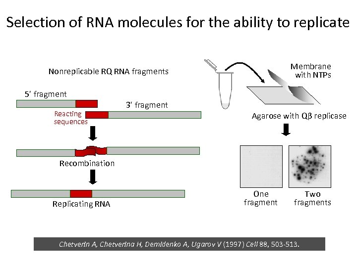 Selection of RNA molecules for the ability to replicate Membrane with NTPs Nonreplicable RQ
