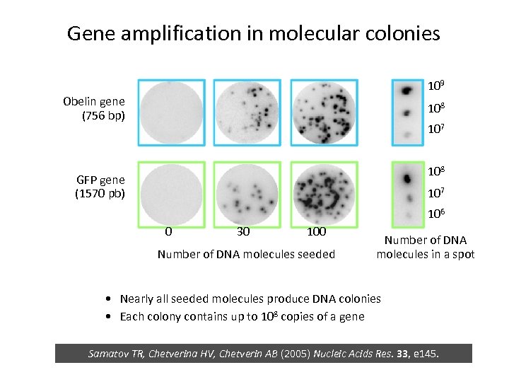 Gene amplification in molecular colonies 109 Obelin gene (756 bp) 108 107 108 GFP