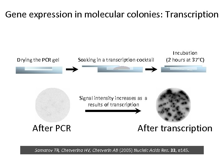 Gene expression in molecular colonies: Transcription Drying the PCR gel Soaking in a transcription