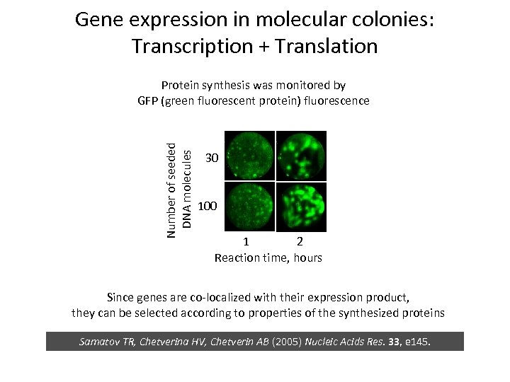 Gene expression in molecular colonies: Transcription + Translation Number of seeded DNA molecules Protein