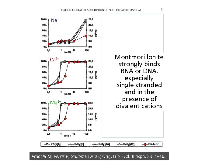 Na+ Ca 2+ Mg 2+ Montmorillonite strongly binds RNA or DNA, - doubleespecially stranded