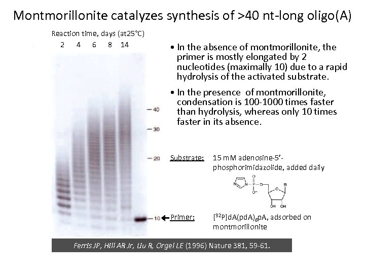Montmorillonite catalyzes synthesis of >40 nt-long oligo(A) Reaction time, days (at 25°C) 2 4