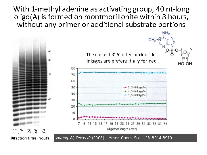 With 1 -methyl adenine as activating group, 40 nt-long oligo(A) is formed on montmorillonite