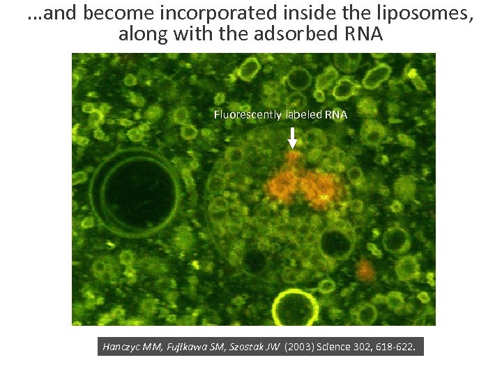 …and become incorporated inside the liposomes, along with the adsorbed RNA Fluorescently labeled RNA